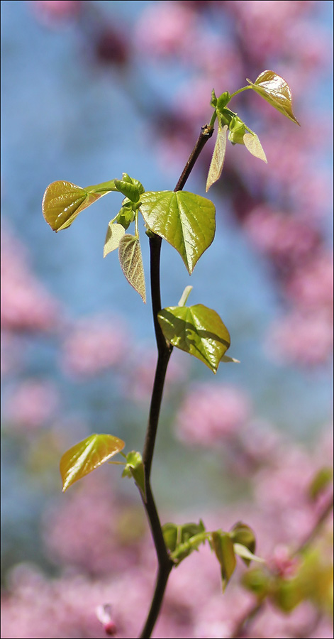 Изображение особи Cercis canadensis.