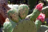 Opuntia ficus-indica. Верхушка отцветающего растения. Испания, автономное сообщество Каталония, провинция Барселона, г. Барселона, парк Гуэля. 8 июля 2012 г.