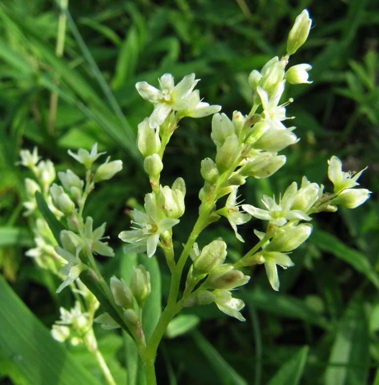 Изображение особи Aconogonon alpinum.