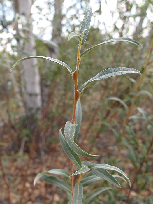 Image of Salix rosmarinifolia specimen.