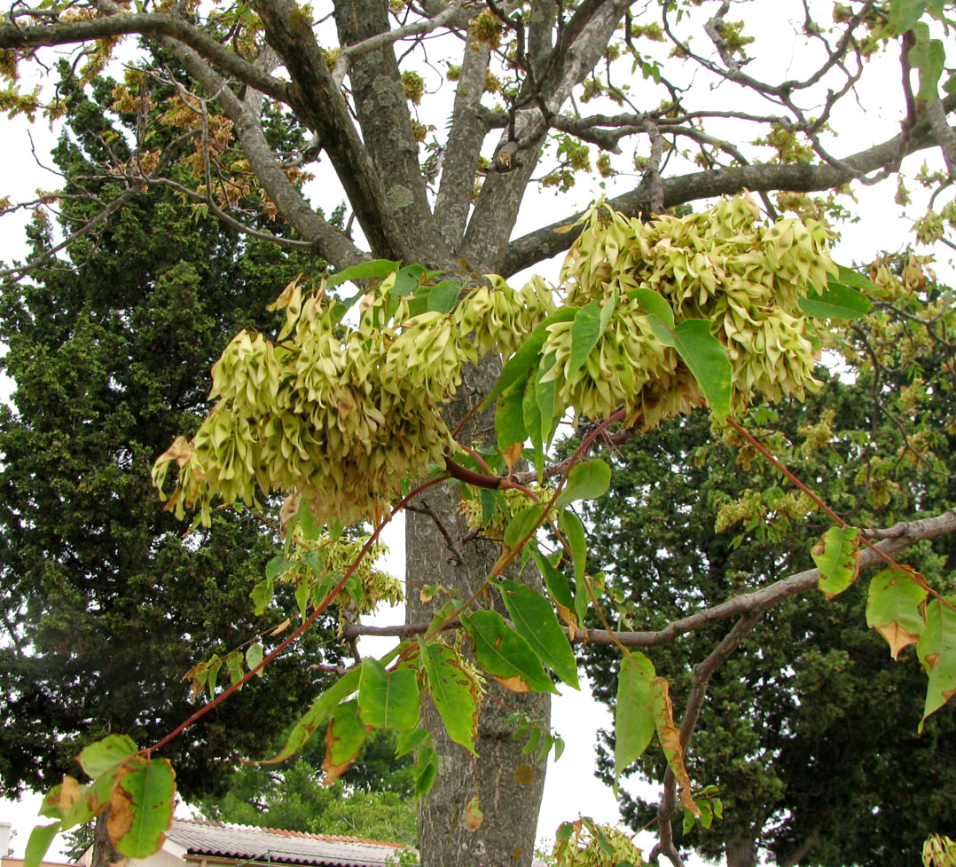 Изображение особи Ailanthus altissima.