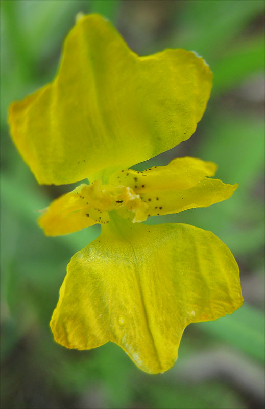 Image of Hypecoum dimidiatum specimen.