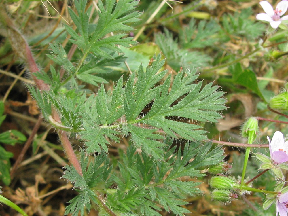Изображение особи Erodium cicutarium.
