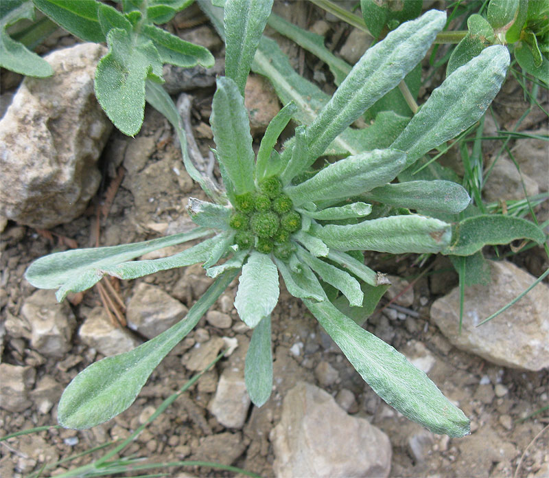 Image of Evax contracta specimen.