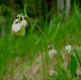 Aquilegia parviflora