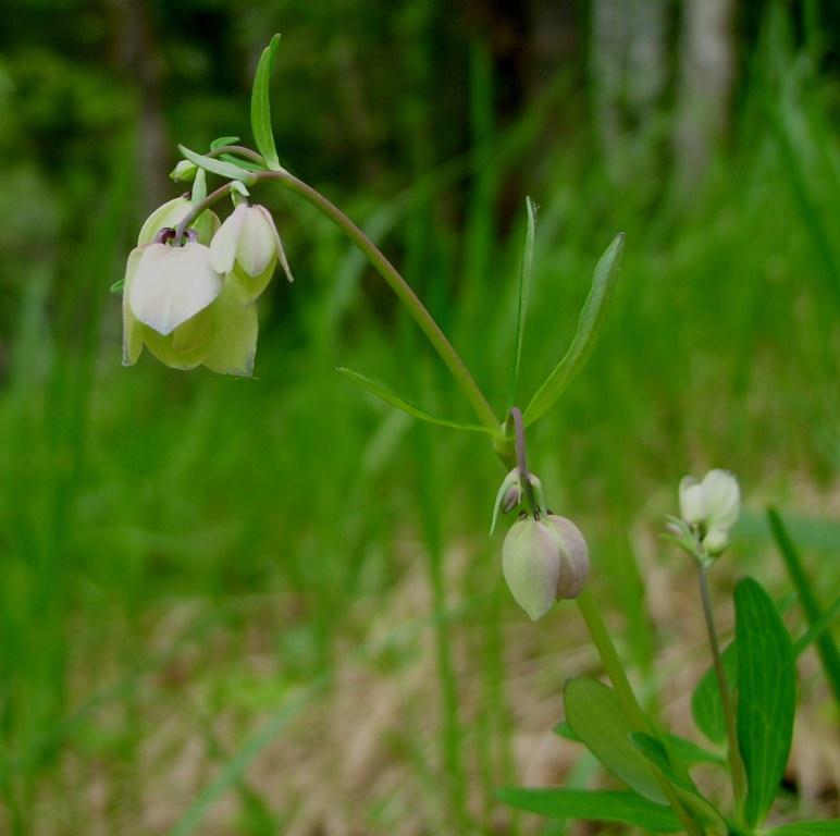 Image of Aquilegia parviflora specimen.