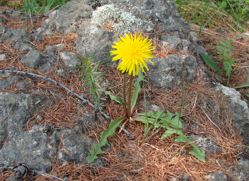 Изображение особи род Taraxacum.