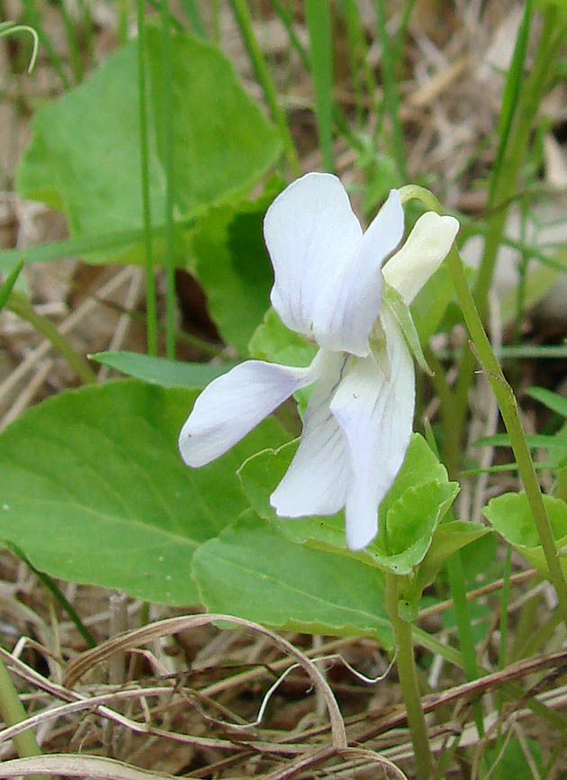 Изображение особи Viola sacchalinensis.