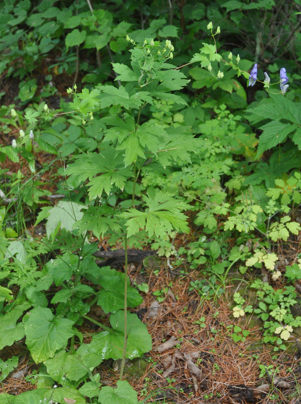 Image of Aconitum sczukinii specimen.