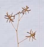 Astragalus asterias