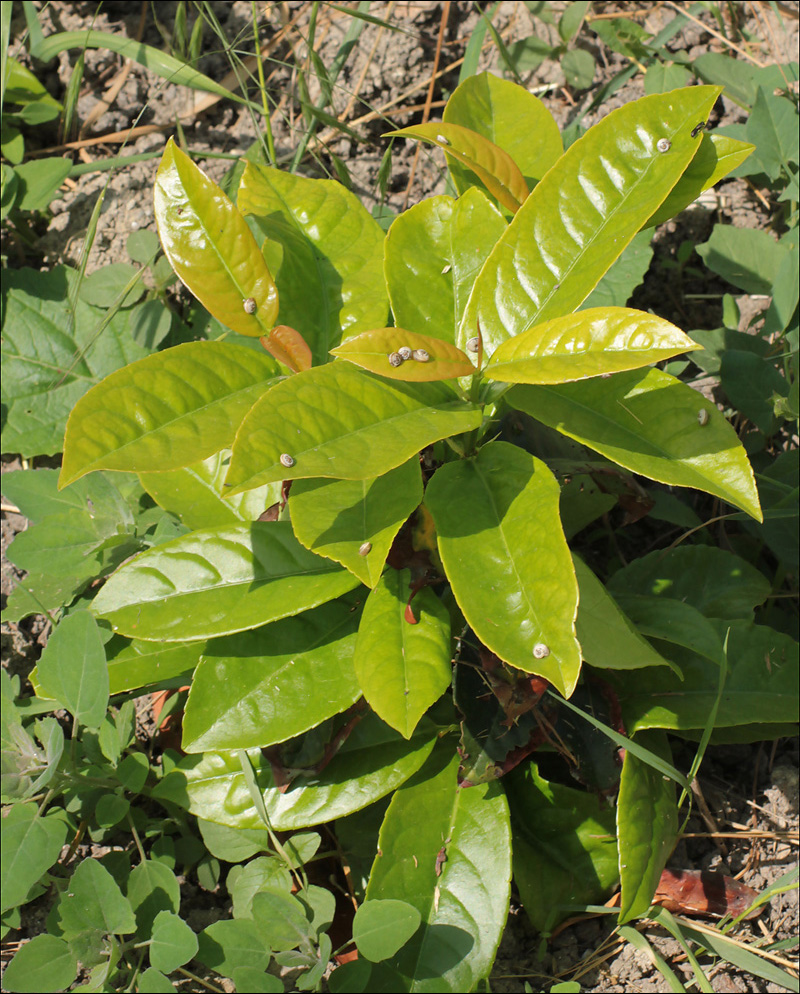 Image of Lauro-cerasus officinalis specimen.