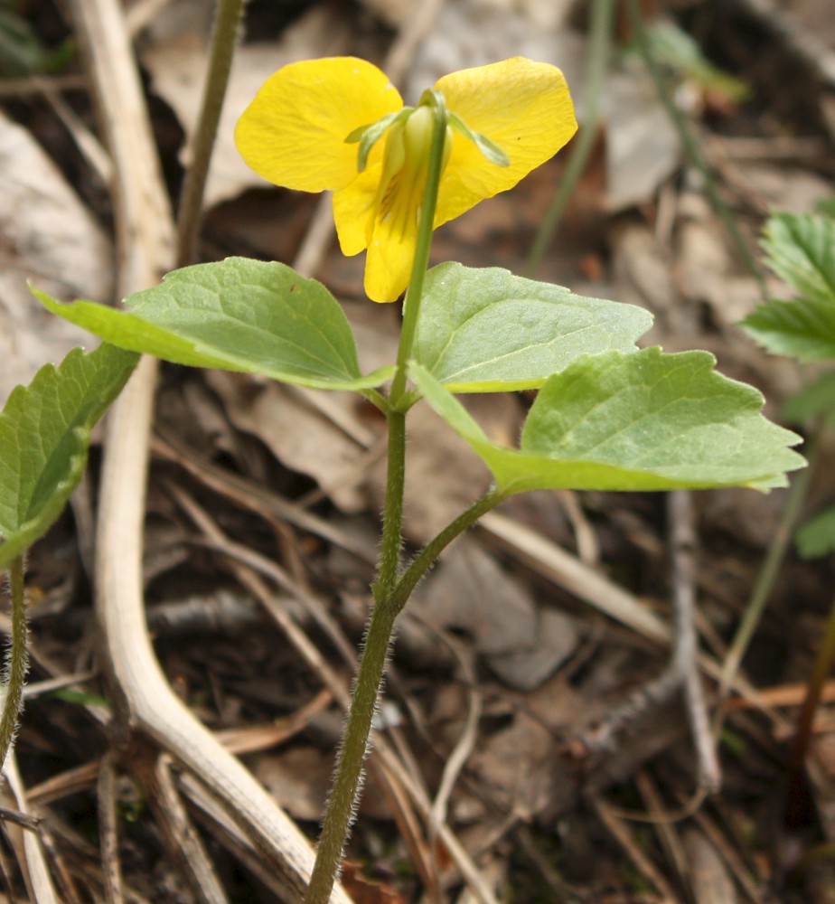 Image of Viola uniflora specimen.