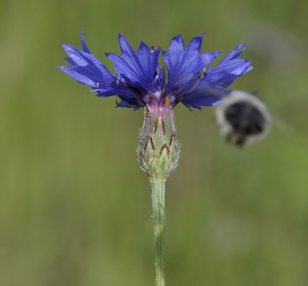 Image of Centaurea cyanus specimen.