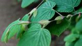 Corylopsis sinensis