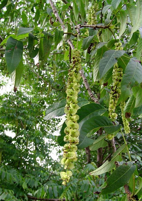 Image of Pterocarya fraxinifolia specimen.