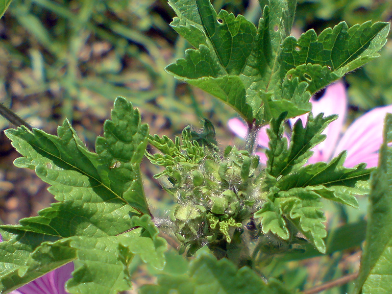 Image of Malva sylvestris specimen.