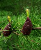 Larix sibirica