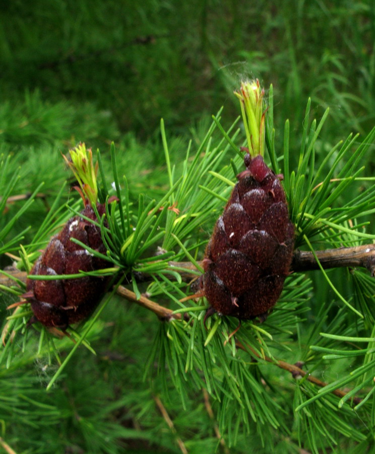 Image of Larix sibirica specimen.