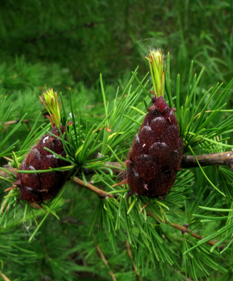 Изображение особи Larix sibirica.