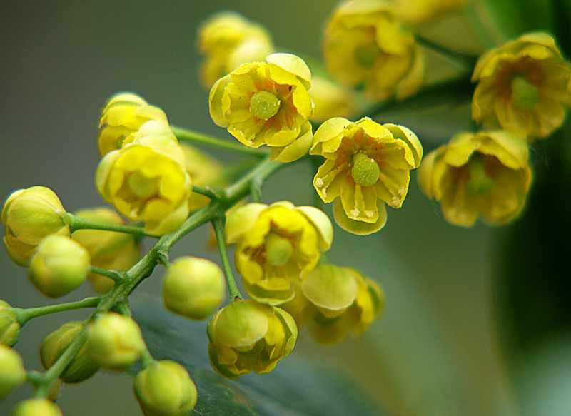 Изображение особи Berberis vulgaris.