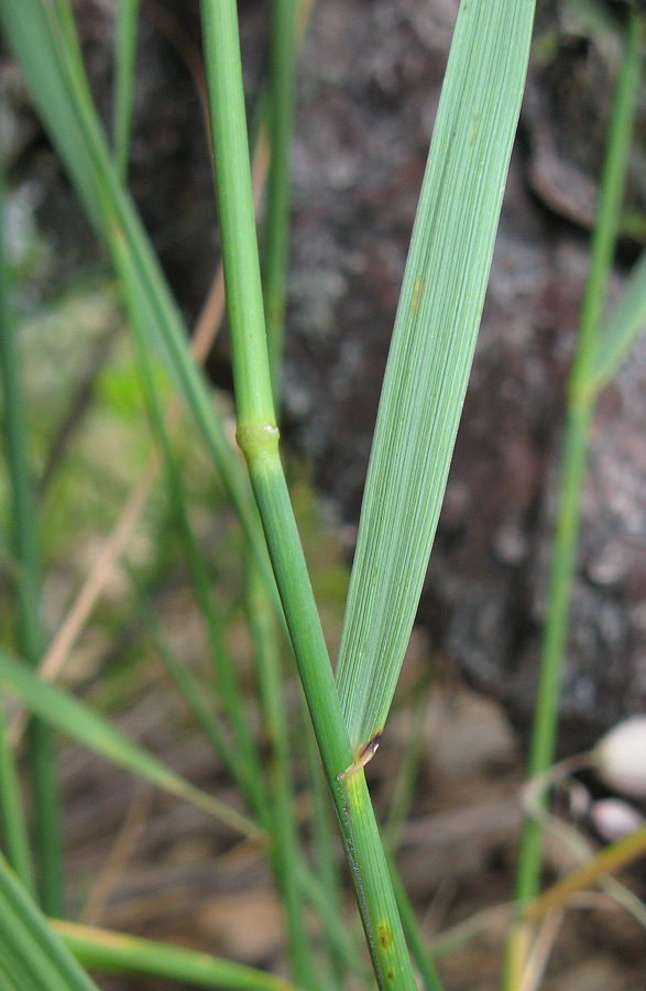 Изображение особи Elytrigia strigosa.