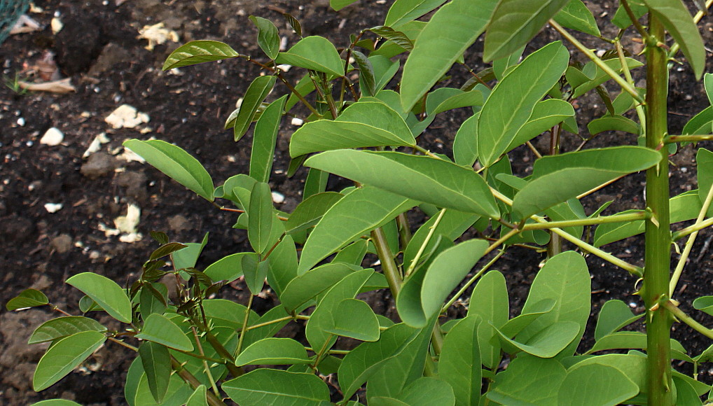 Image of Erythrina crista-galli specimen.