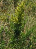 Galium verum. Верхушка плодоносящего растения. Краснодарский край, м/о г. Новороссийск, мыс Шесхарис, прибрежный склон Маркотхского хребта, можжевеловое редколесье, ≈ 500 м н.у.м. 21.07.2013.