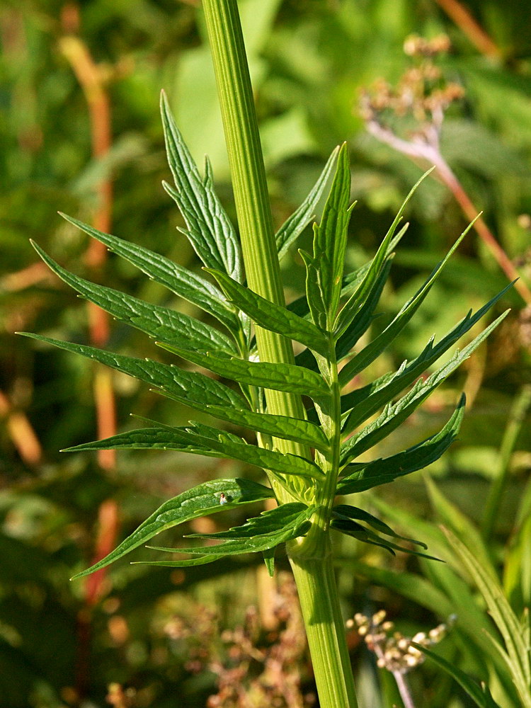 Изображение особи Valeriana officinalis.