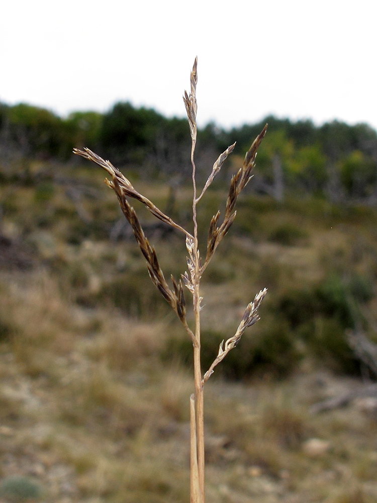 Изображение особи Cleistogenes serotina.