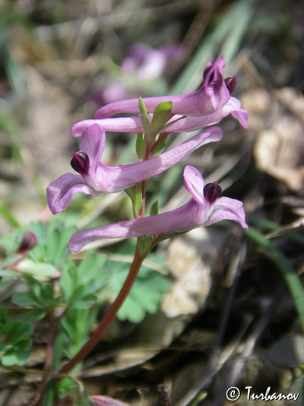 Image of Corydalis paczoskii specimen.