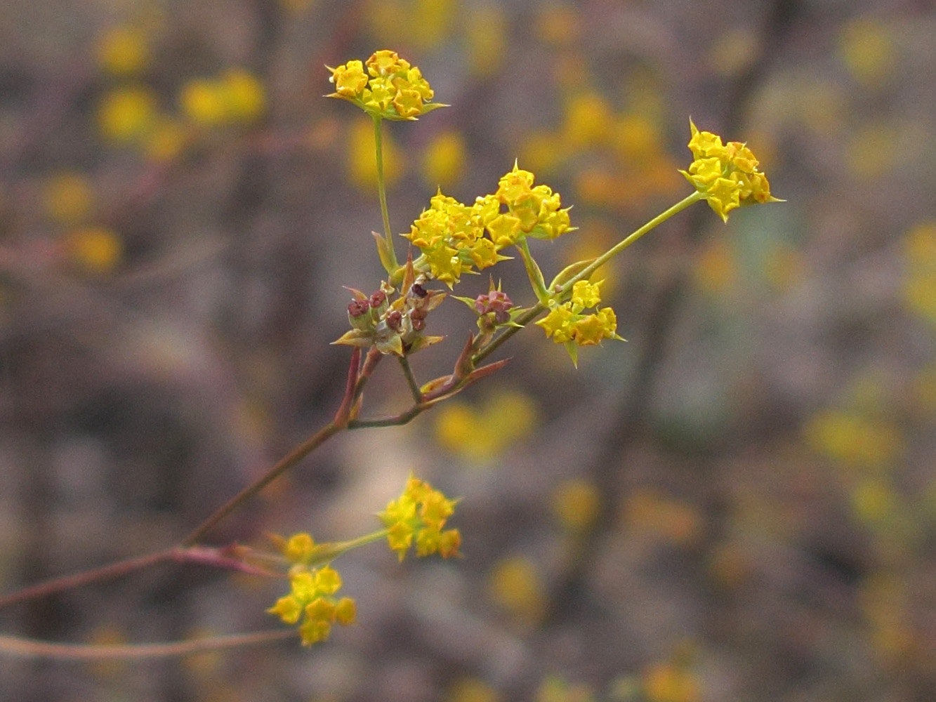 Изображение особи Bupleurum brachiatum.