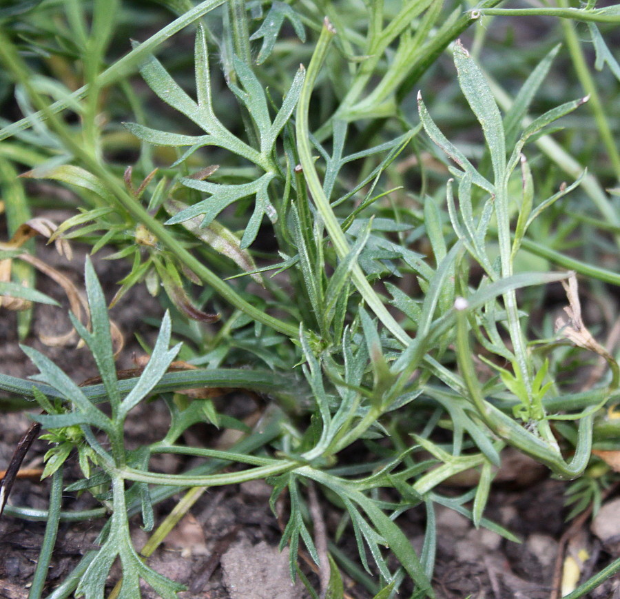 Изображение особи Nigella ciliaris.