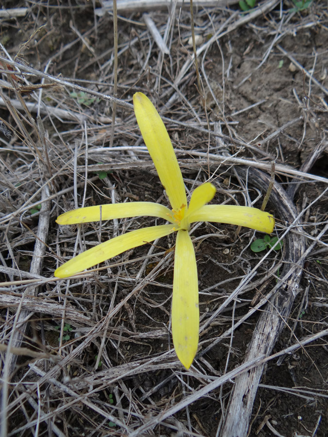 Image of Sternbergia colchiciflora specimen.