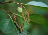 Alnus glutinosa