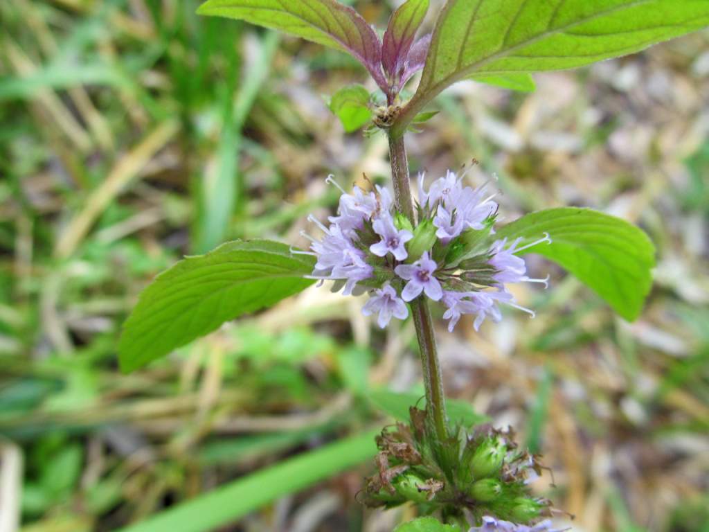 Image of Mentha &times; verticillata specimen.