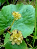 Caltha palustris
