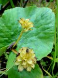 Caltha palustris