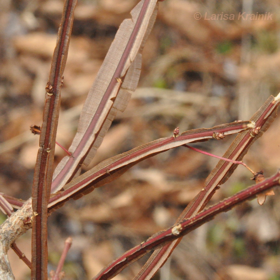 Image of Euonymus sacrosanctus specimen.