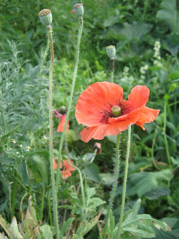 Изображение особи Papaver rhoeas.