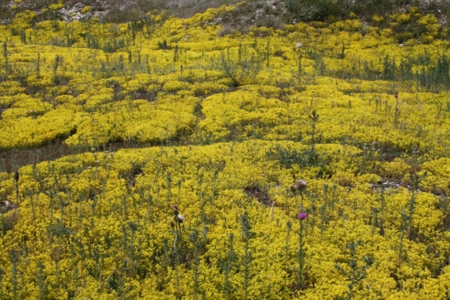 Изображение особи Sedum acre.