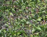 Arisarum vulgare