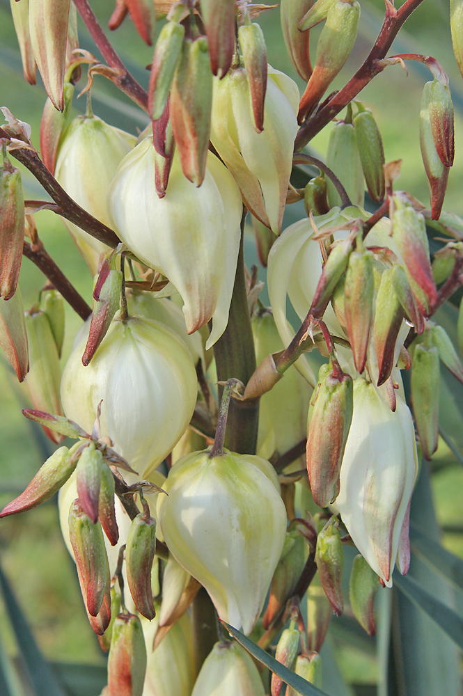 Изображение особи Yucca gloriosa.