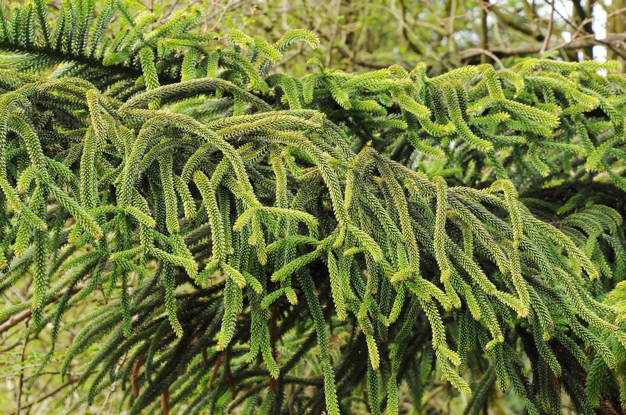 Image of Araucaria heterophylla specimen.