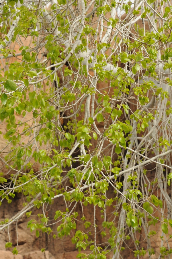 Image of Populus monticola specimen.