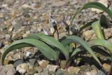 Tulipa biflora