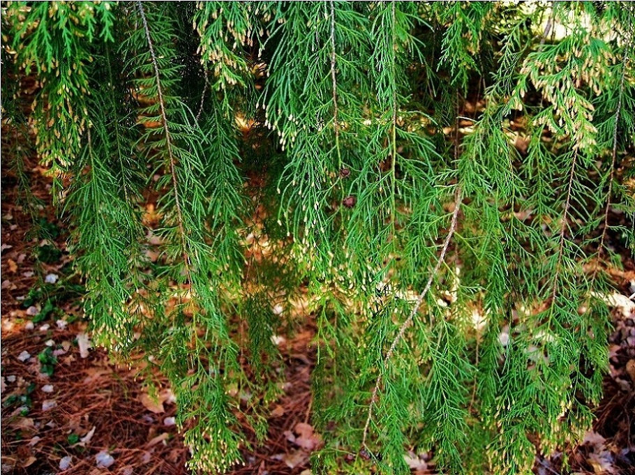 Image of Cupressus funebris specimen.