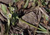 Holosteum umbellatum