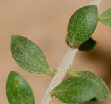 Image of taxon representative. Author is Татьяна Мальчинская