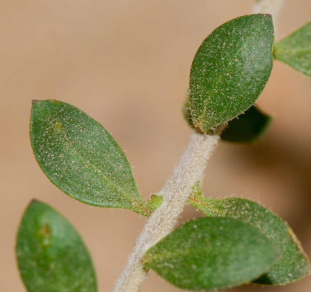 Изображение особи Eremophila laanii.