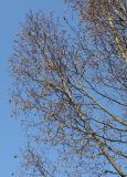 Ostrya carpinifolia. Ветвь кроны растения, выходящего из состояния зимнего покоя. Германия, г. Дюссельдорф, Ботанический сад университета. 13.03.2014.